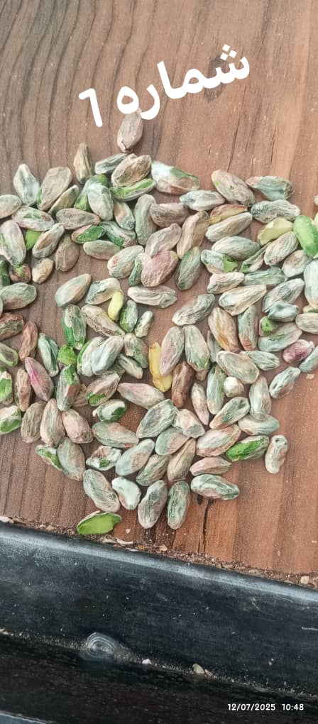 قیمت مغز احمد اقایی