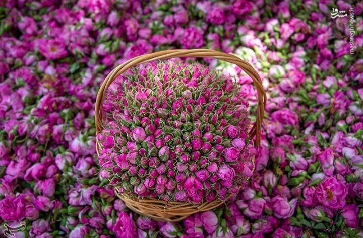 خرید غنچه و پر گل محمدی خشک با قیمت به صرفه