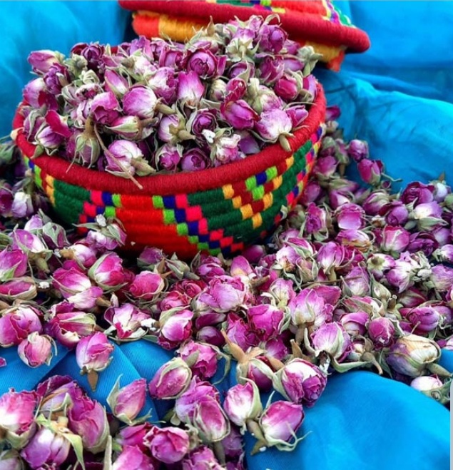 فروش با قیمت مناسب غنچه گل محمدی