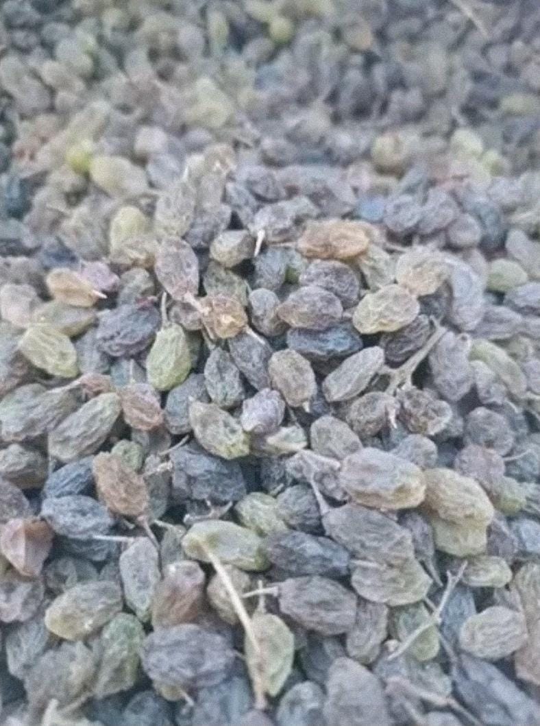 فروش کشمش عسگری مرغوب تاکستان