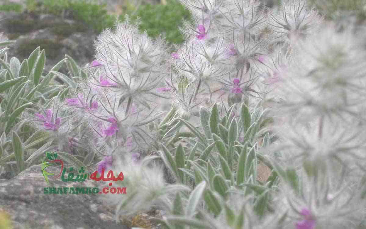 خرید چای کوهی فارس