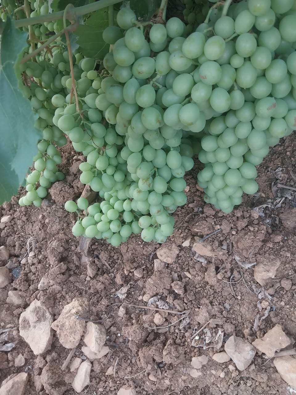 خرید غوره آبگیری