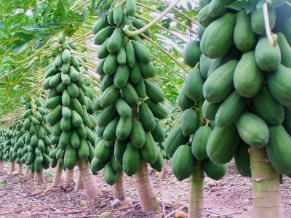 فروش عمده پاپایا ردلیدی + مستقیم از مزرعه