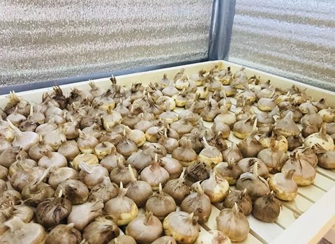 قیمت پیاز زعفران در تربت حیدریه امروز + خرید باورنکردنی