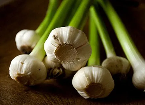 خرید سیر علفی دزفول + فروش ویژه