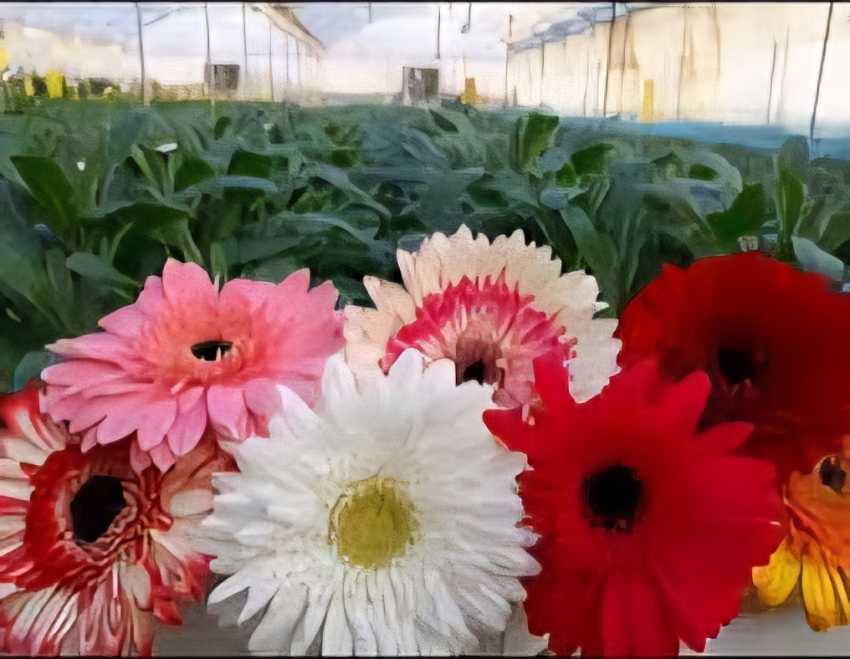 خرید و قیمت گل شاخه بریده ژربرا فروش عمده