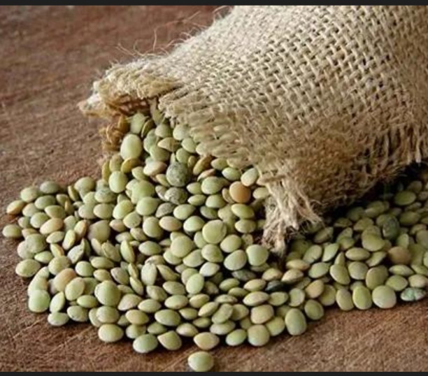 فروش عدس ریز تازه و سبز + ارزان و به صرفه
