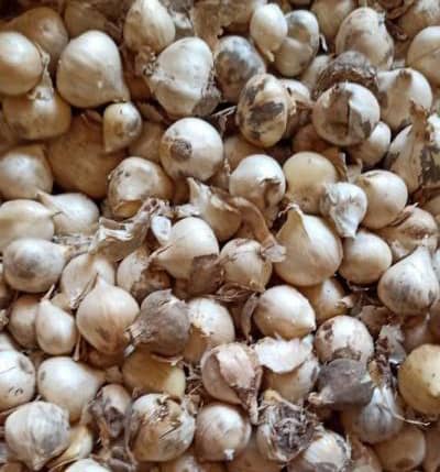 موسیر اسلایس شده خشک کوهی