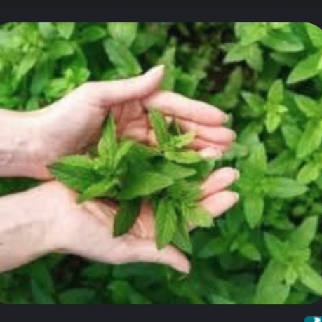 قیمت داروهای گیاهی پونه عمده