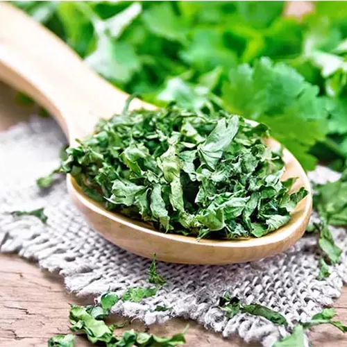 فروش گشنیز خشک عمده فارس