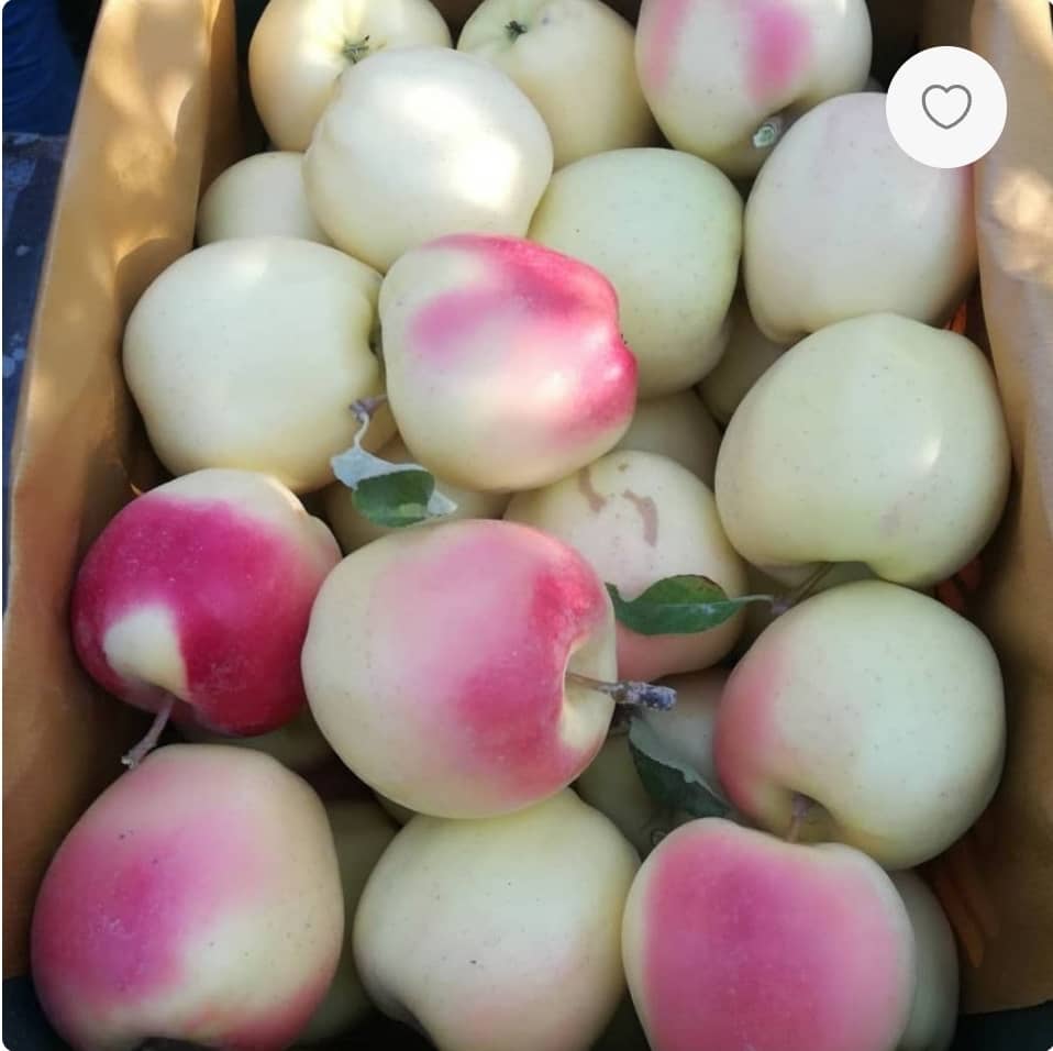خرید سیب شکیل تازه