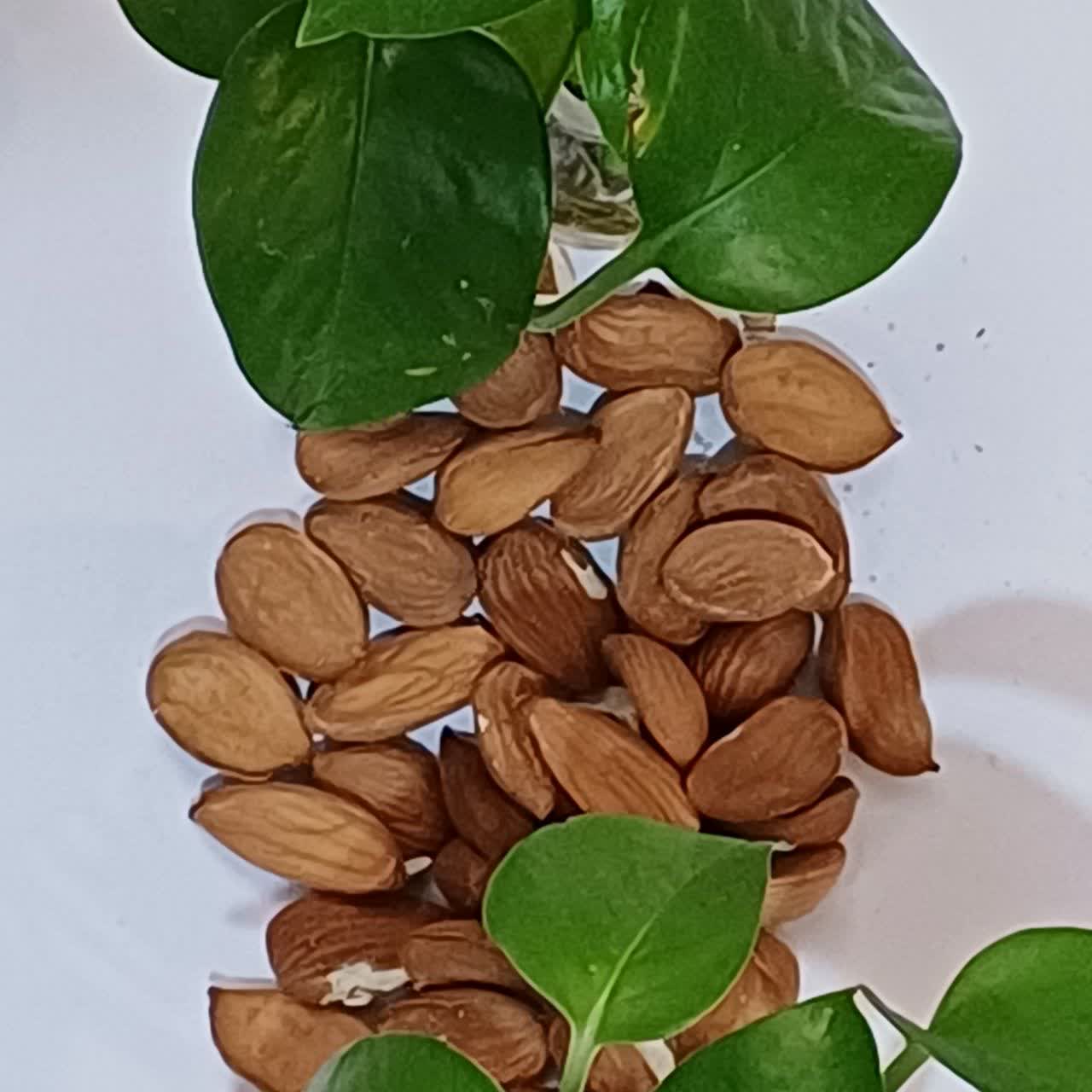 قیمت مغز بادام سنگی ارزان و با کیفیت