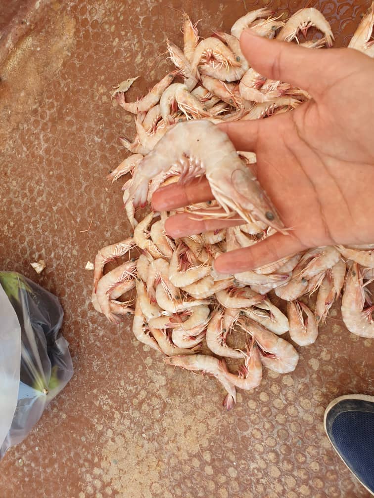 خرید به صرفه میگو صورتی جنوب