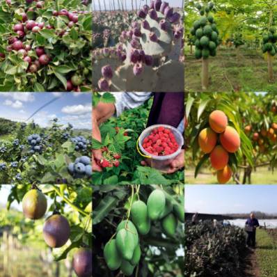 مرکز پخش مستقیم انواع نهال استوایی + تضمین خرید محصول