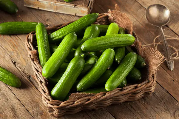 قیمت خرید خیار ریز خیارشوری باکیفیت و ارزان