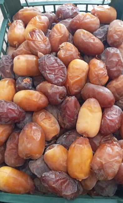 قیمت خرما عسلی بوشهر