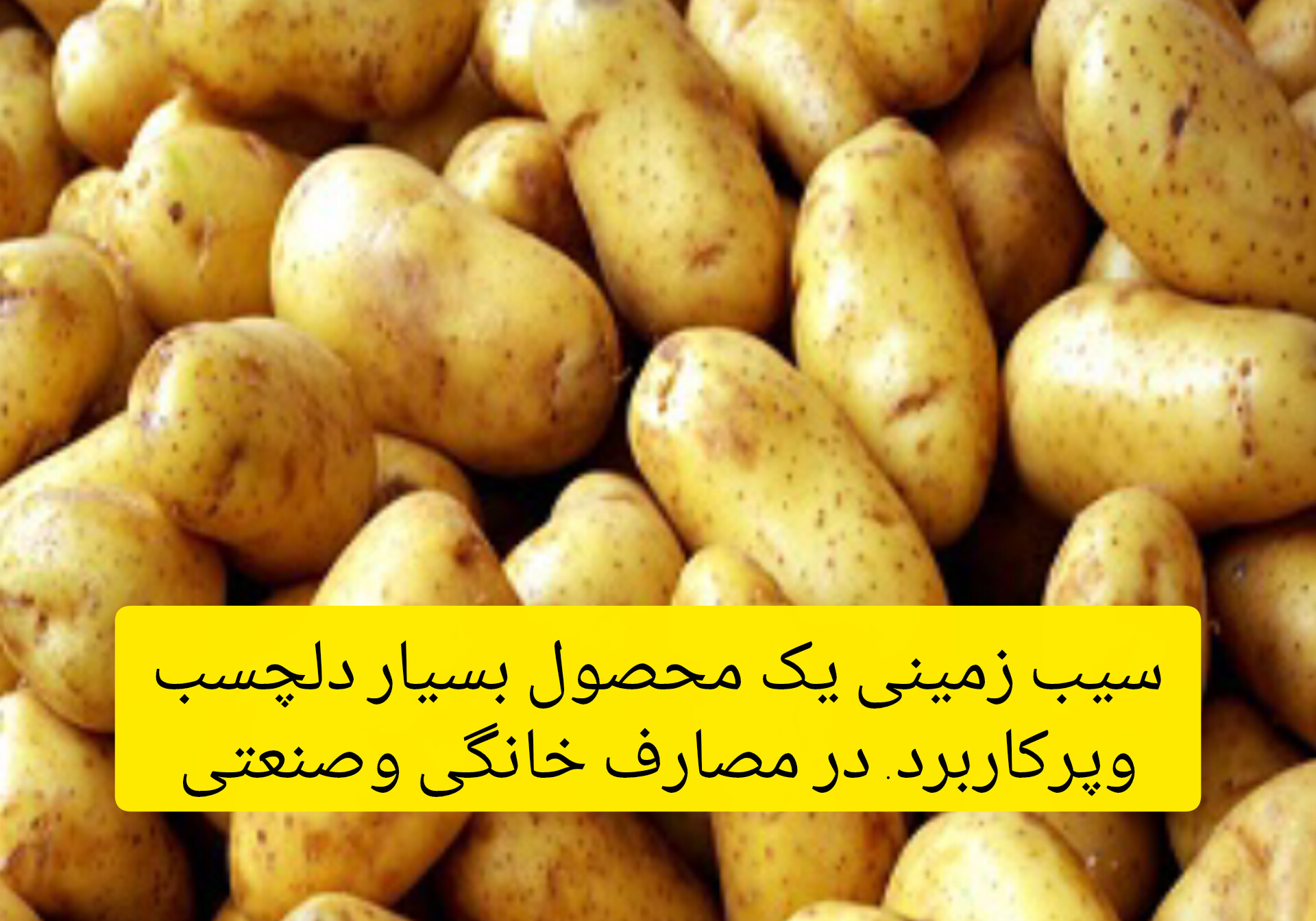 سیب زمینی ساوالان کشت همدان