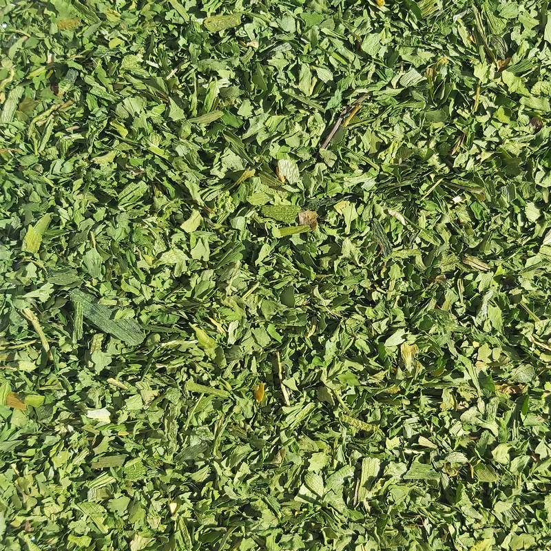 قیمت فروش سیر سبز خشک همدان + فروش عمده