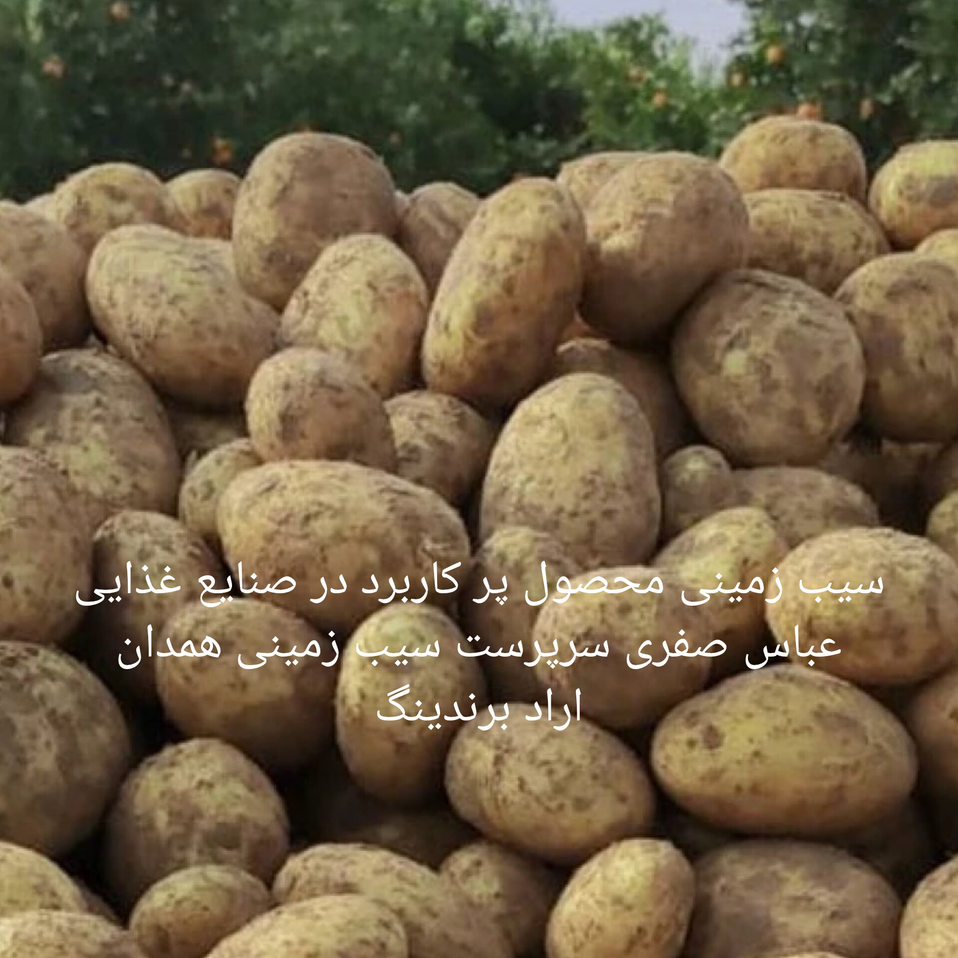 سیب زمینی خاوران کشت همدان
