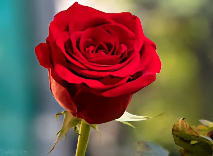 فروش ویژه و صادراتی گل رز هلندی با گرید A
