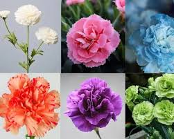 فروش ویژه گل میخک صادراتی