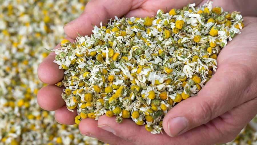 خرید عمده بابونه سفید شمال با قیمت ویژه + خواص درمانی منحصر به فرد