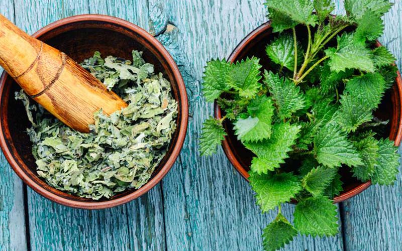 خرید عمده گزنه خشک با قیمت استثنایی + فواید شگفت انگیز