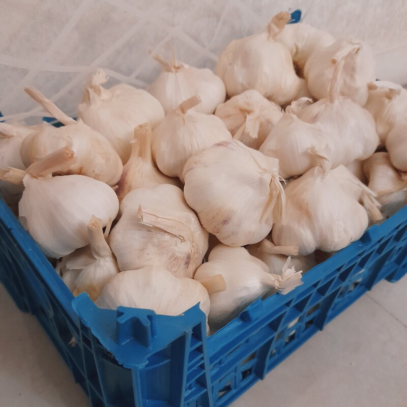 سیر سفید سورت شده همدان