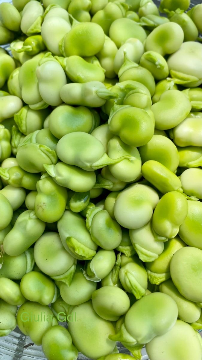 باقلا فريز شده با كيفيت صادراتي