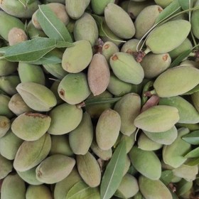 خرید بادام سنگی تر + خرید عمده