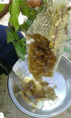 عسل کنار قیمت