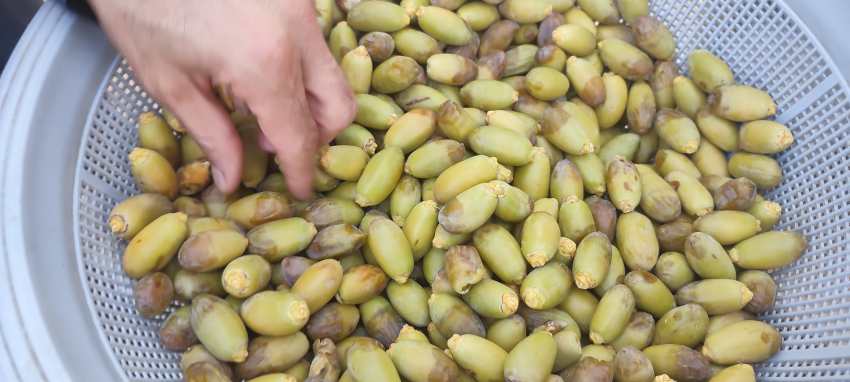 قیمت رطب و خارک استعمران