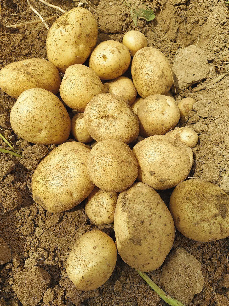 سیب زمینی مخصوص گرانول