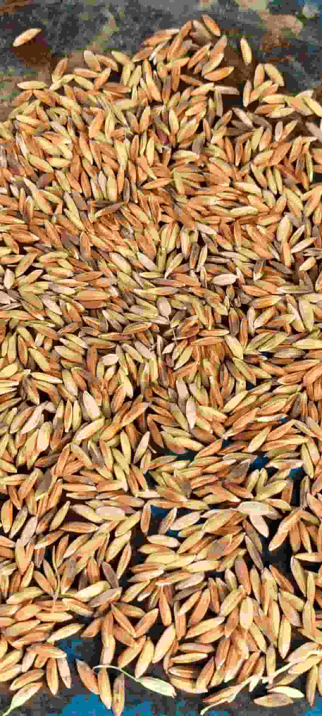 قیمت شالی برنج ( شلتوک یا چلتوک ) عنبر بو