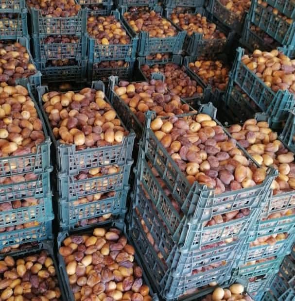 قیمت خرما زرد عسلی عمده
