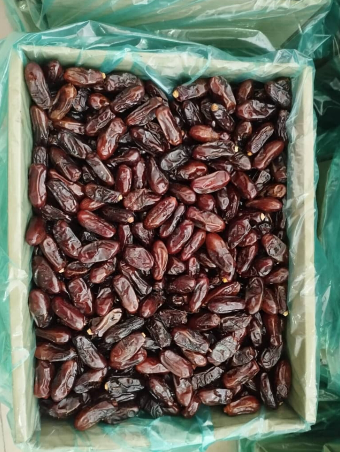 قیمت خرما استعمران شادگان