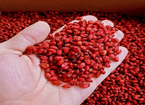 قیمت روز زرشک خشک خراسان جنوبی خرید عمده ویژه فروشگاه‌ها و تجار