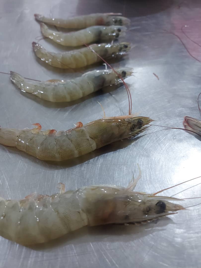 فروش عمده میگو صادراتی بندر عباس