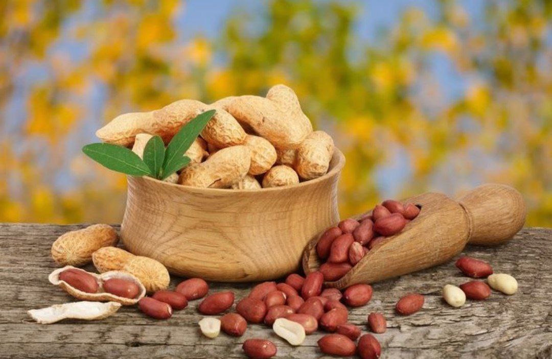 مرغوبترین بادام زمینی استانه اشرفیه