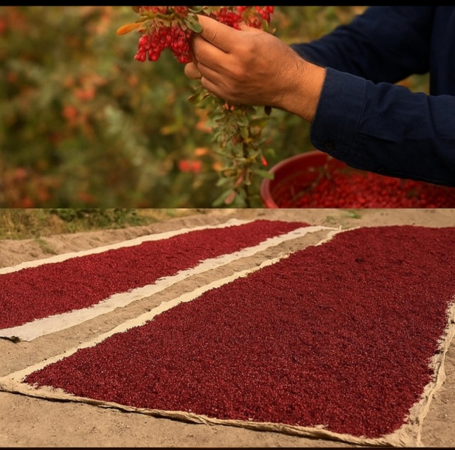 زرشک پفکی صادراتی