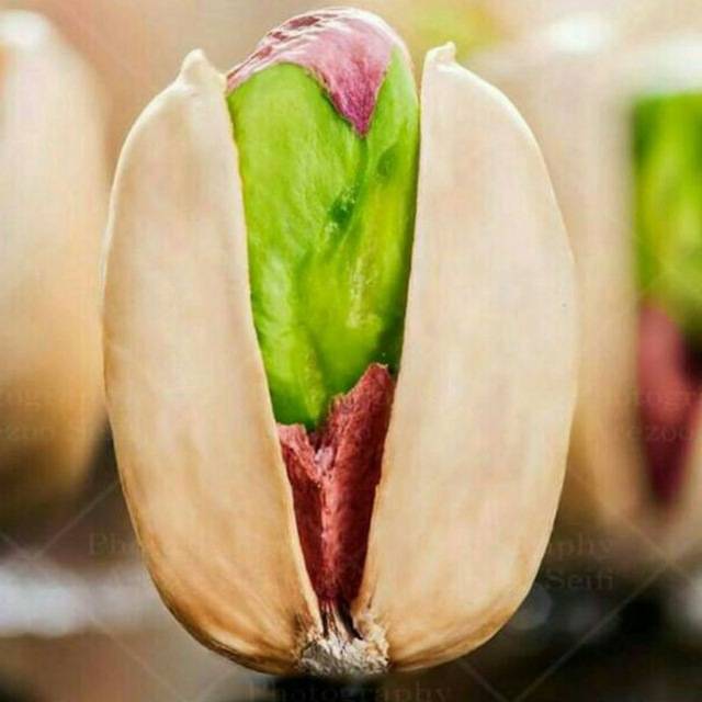 قیمت خرید پسته کله قوچی کرمان عمده به صرفه و ارزان