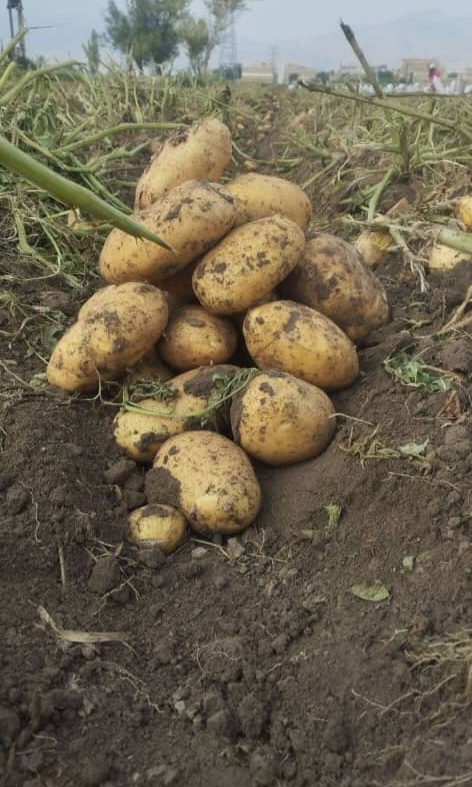 سیب زمینی آگریا با ماده خشک بالا فروش عمده