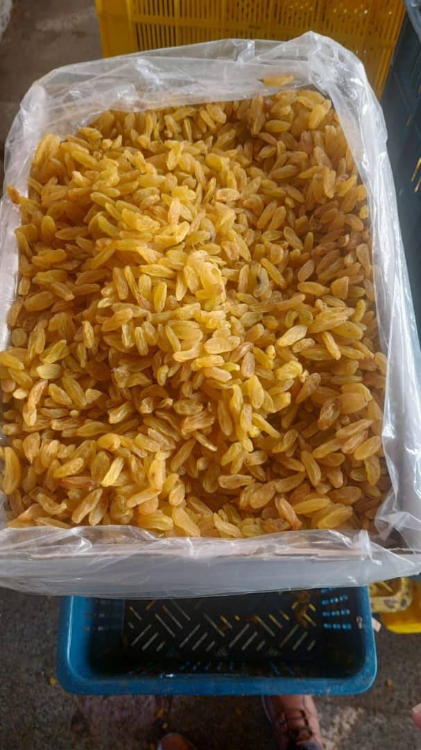 کشمش طلایی آجیل و خشکبار + پخش عمده کارتنی