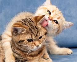 خوراک گربه بالغ بسته 4 کیلویی