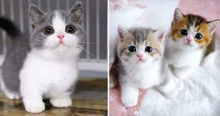 خوراک بچه گربه بسته 10 کیلویی