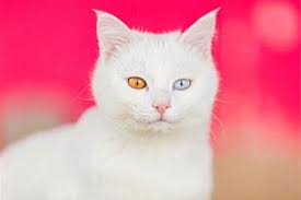 قیمت خوراک جونیور گربه بسته 0.5 کیلویی