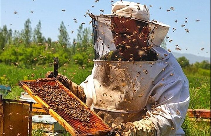 خرید و قیمت عسل آویشن اردبیل در تهران