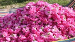 گل محمدی و غنچه کرمان