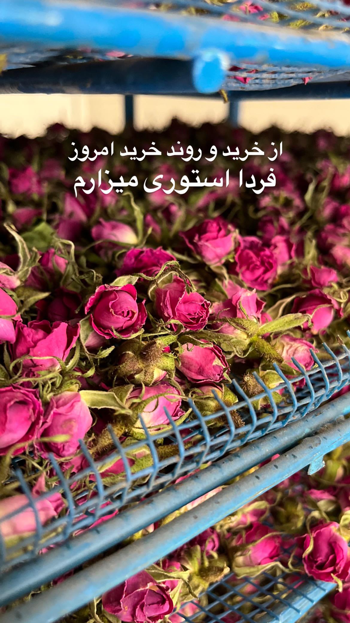 غنچه گل محمدی