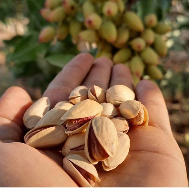 خرید پسته اکبری صادراتی عمده با بهترین قیمت